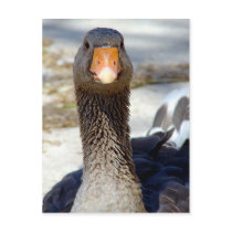 A Goose in the Park postcards by angelandspot A Goose in the Park postcards