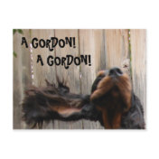 A GORDON! A GORDON!, Gordon Setter Postcard