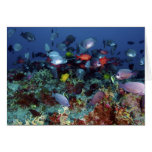 A Great Diversity of Fish at Pearl & Hermes Atoll Greeting Card
