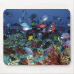 A Great Diversity of Fish at Pearl & Hermes Atoll Mouse Pads