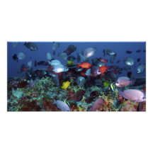 A Great Diversity of Fish at Pearl & Hermes Atoll Personalized Photo Card