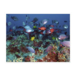 A Great Diversity of Fish at Pearl & Hermes Atoll Post Cards