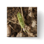 A Green Pea Pod On A Dried Pea Pod Plant Buttons