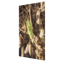 A Green Pea Pod On A Dried Pea Pod Plant Gallery Wrapped Canvas