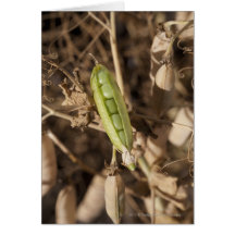 A Green Pea Pod On A Dried Pea Pod Plant Cards