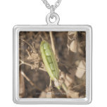 A Green Pea Pod On A Dried Pea Pod Plant Necklace