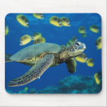 A green sea turtle swims past a school mousepads