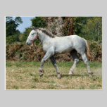 A grey Percheron foal in France postcards