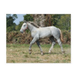 A grey Percheron foal in France Post Cards