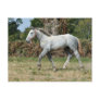 A grey Percheron foal in France Post Cards