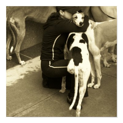 a greyhound with three legs posters by MarleneSG