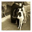 a greyhound with three legs posters