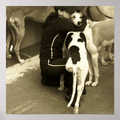 a greyhound with three legs posters by MarleneSG