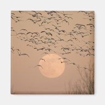 A group of migratory snow geese, Grus Refrigerator Magnet