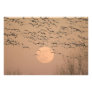 A group of migratory snow geese, Grus