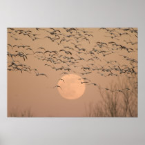 A group of migratory snow geese, Grus