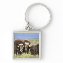 A group of muskoxen browse on willow shrubs on key chains