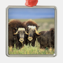 A group of muskoxen browse on willow shrubs on christmas ornaments