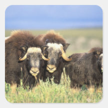 A group of muskoxen browse on willow shrubs on stickers