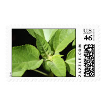 A growing sun flower stamps