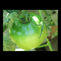 A Growing Tomatoe posters