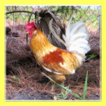 A Handsome Rooster Photographic Print photography