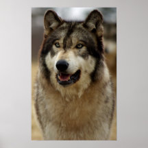 A Happy Wolf Print