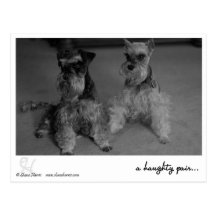 a haughty pair.. post cards