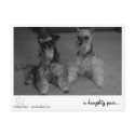 a haughty pair.. postcards by shaneharris a haughty pair.. postcards