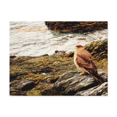 A hawk - Tierra del Fuego, Argentina Postcards by IBadishi_Digital_Art