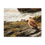 A hawk - Tierra del Fuego, Argentina Postcards