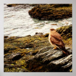 A hawk - Tierra del Fuego, Argentina Posters