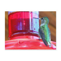A Heavenly Hummingbird In The Most Delightful Spot postcards