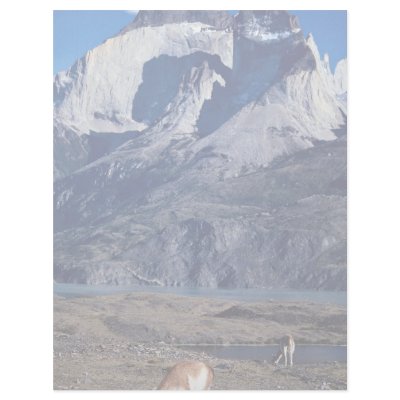A herd of guanacos, Torres del Paine National Park Letterhead Design by beautifulclicks