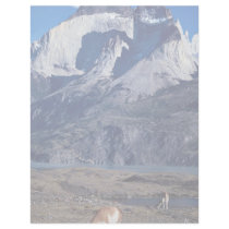 A herd of guanacos, Torres del Paine National Park Letterhead Design