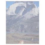 A herd of guanacos, Torres del Paine National Park letterhead