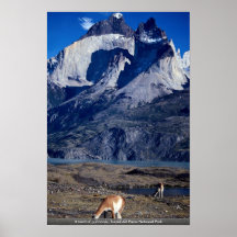 A herd of guanacos, Torres del Paine National Park Posters