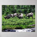 A Herd of Rams Poster
