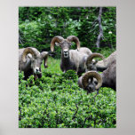 A Herd of Rams Print