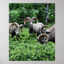 A Herd of Rams Print