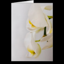 A hint of colour cards