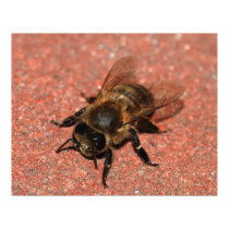 A Honey Bee posters