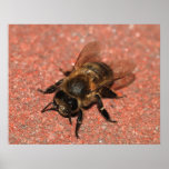 A Honey Bee posters