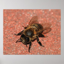 A Honey Bee Posters