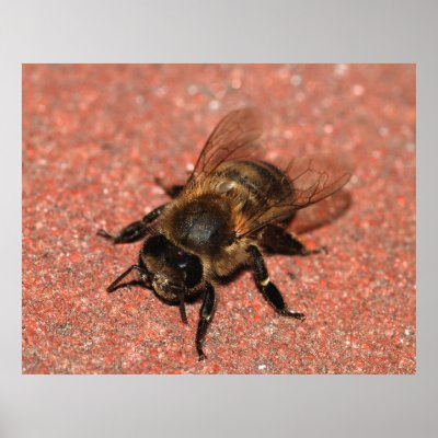 A Honey Bee Posters by beverlytazangel