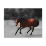 A horse called Riboking Postcards