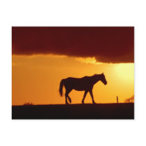 A horse in the sunset postcards by imagineallart A horse in the sunset postcards