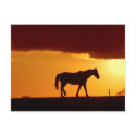 A horse in the sunset postcards