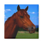 A horse standing proud fridge magnet