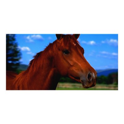 A horse standing proud photo card template by laureenr